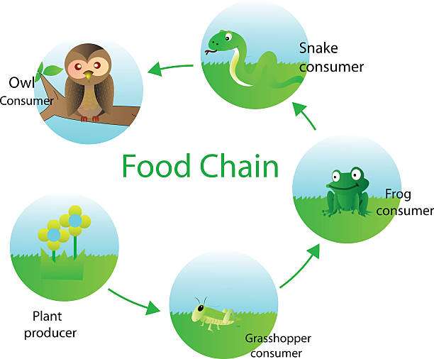 interpreting-food-chain-diagrams-understand-the-basic-components-and-glean-insight-0