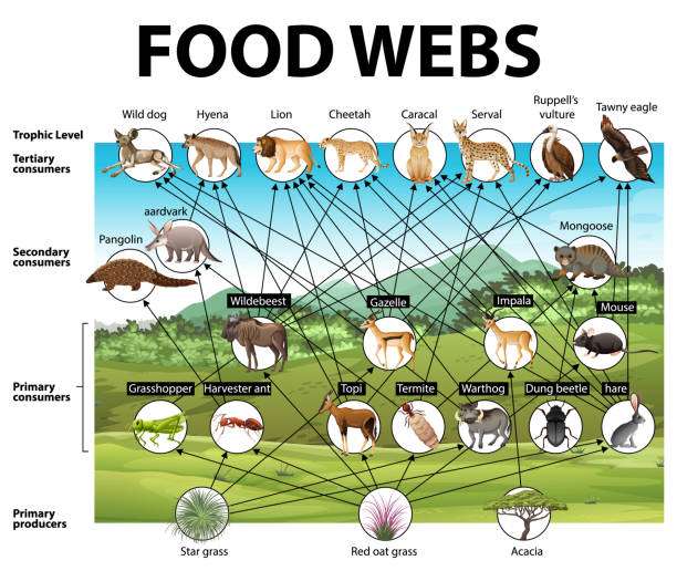 interpreting-food-chain-diagrams-understand-the-basic-components-and-glean-insight-2