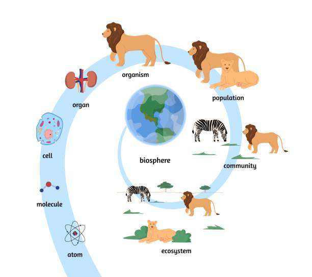 interpreting-food-chain-diagrams-understand-the-basic-components-and-glean-insight-5