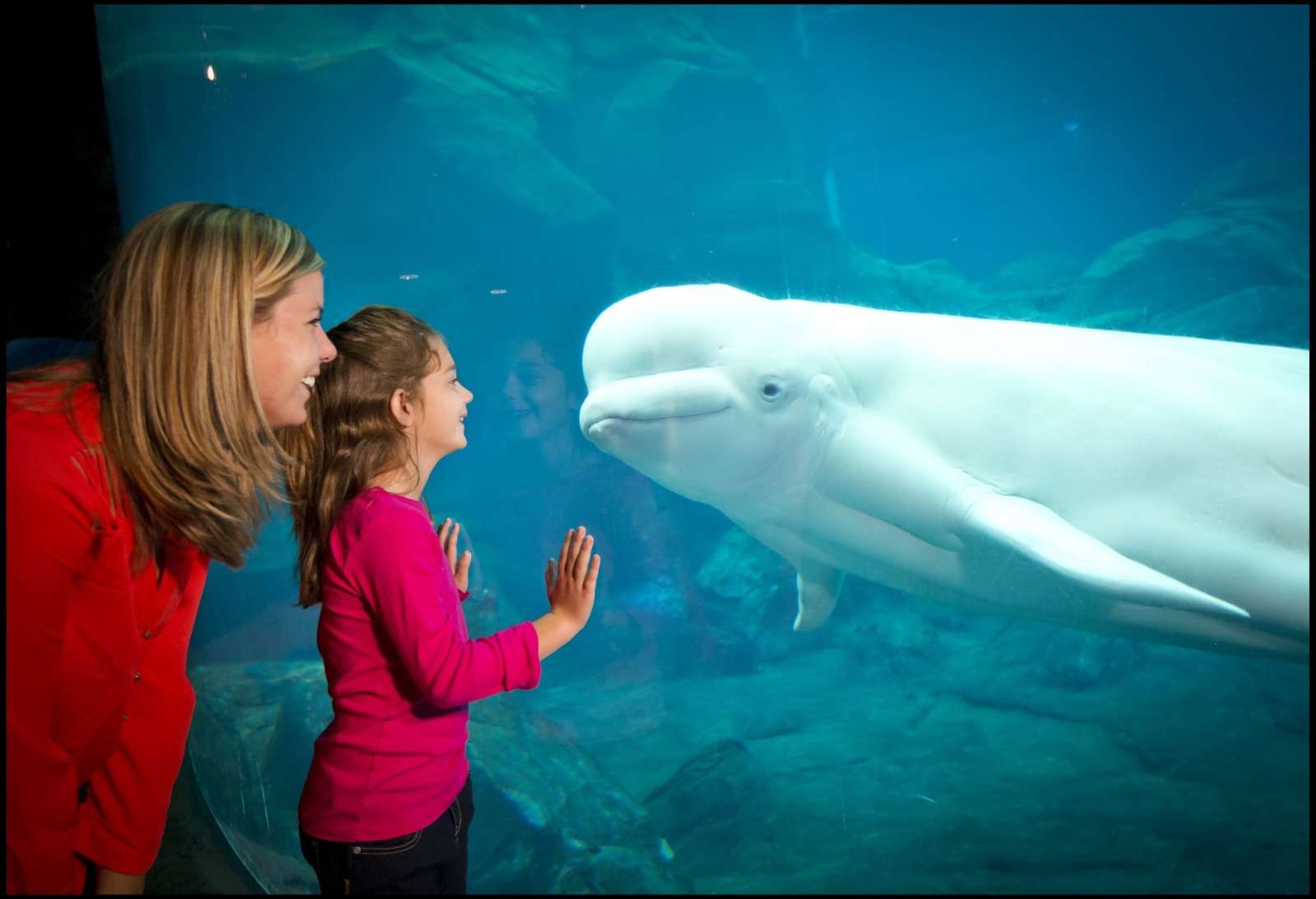 explore-the-wonders-of-an-underwater-tunnel-aquarium-a-unique-experience-1