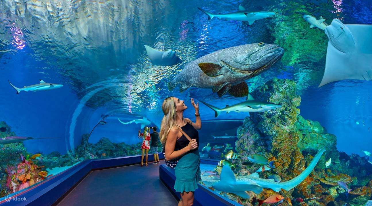 explore-the-wonders-of-an-underwater-tunnel-aquarium-a-unique-experience-2