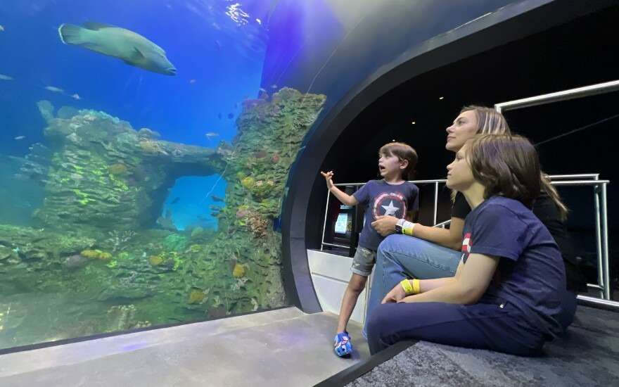 explore-the-wonders-of-an-underwater-tunnel-aquarium-a-unique-experience-3